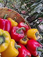 YELLOW, RED, BELL PEPPER