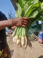 MOOLI
