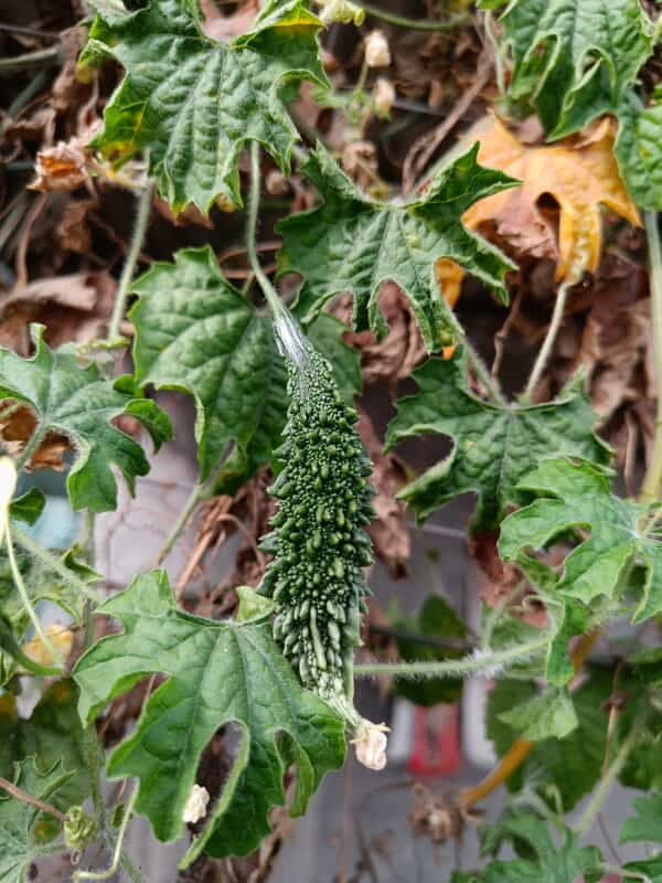 KARELA