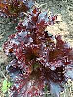 SALAD LEAVES (LETTUCE)