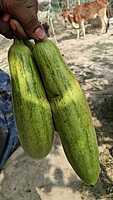 GHIYA