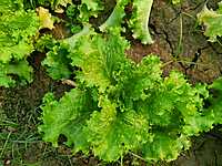 SALAD LEAVES (LETTUCE)