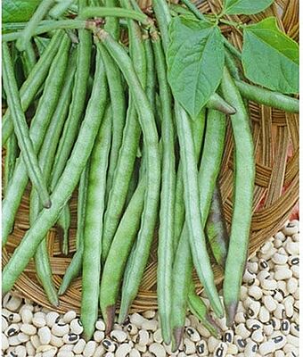 Lobiya Beans (Green)