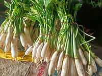MOOLI
