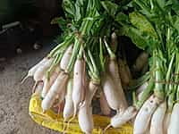 MOOLI
