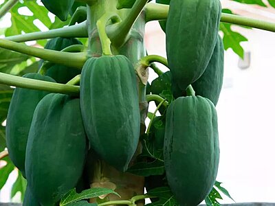 PAPAYA (RAW)