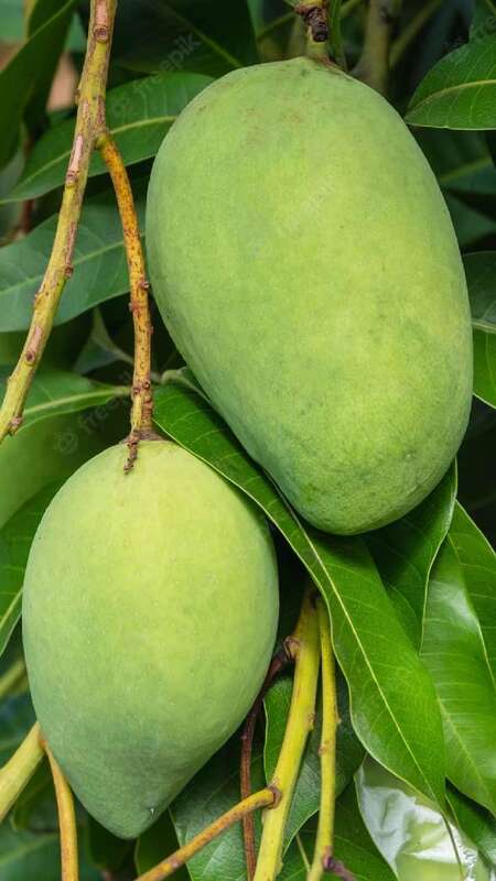 KACHI AMBI