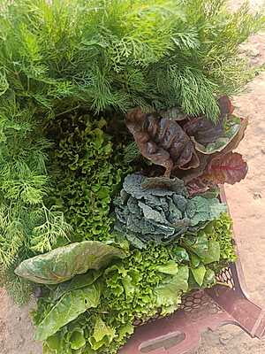 Salad Tray