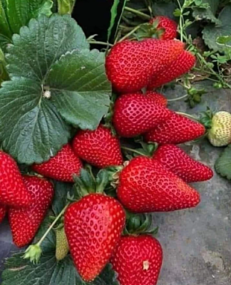 STRAWBERRY (BOX 200 GMS)